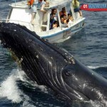 whale in Uruguay