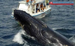 whale in Uruguay