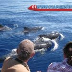 whale in Uruguay