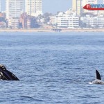 whale in Uruguay