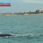 whales in mar del plata