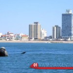 whales in mar del plata