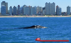 whales in mar del plata