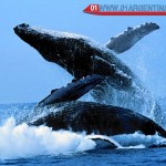 whales in mar del plata