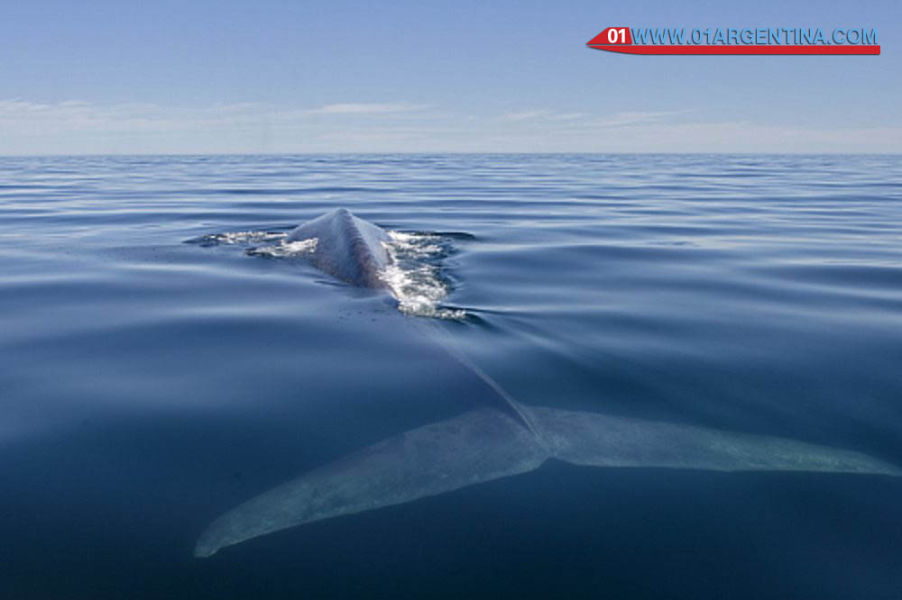 whales in argentina