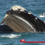 whales in argentina
