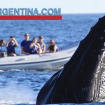 whales in argentina