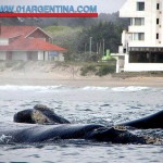 whales in argentina