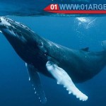 whales in argentina