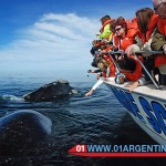 whales in argentina