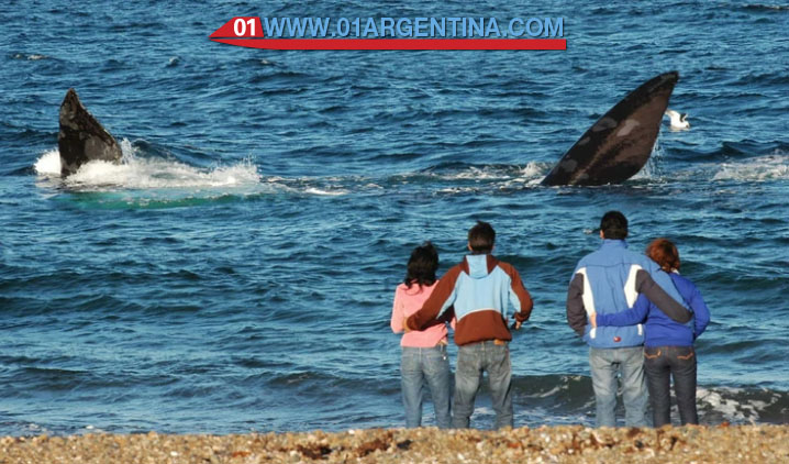 Whales in Puerto Madryn