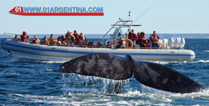 Puerto madryn tour