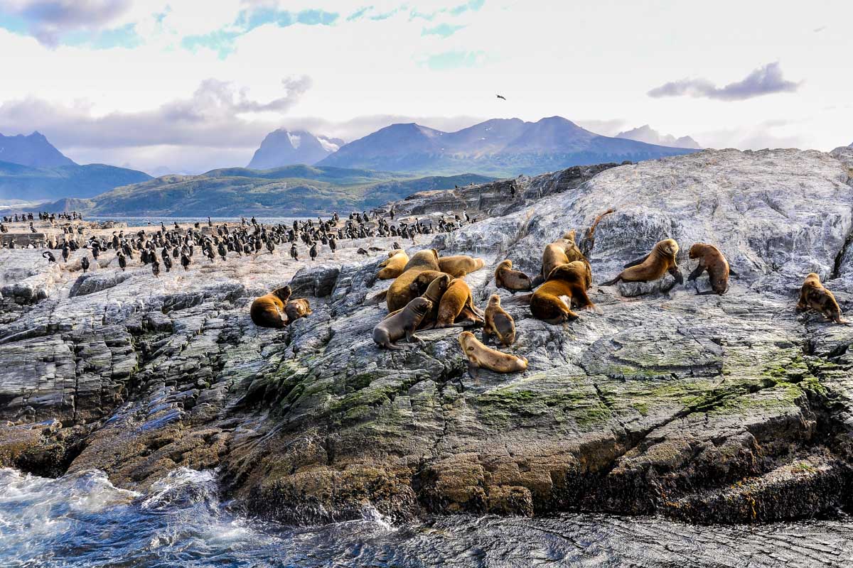 Sea lions and cormorants on an island in the Beagle Channel, Ushuaia