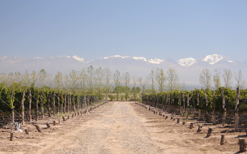 Mendoza wine tours