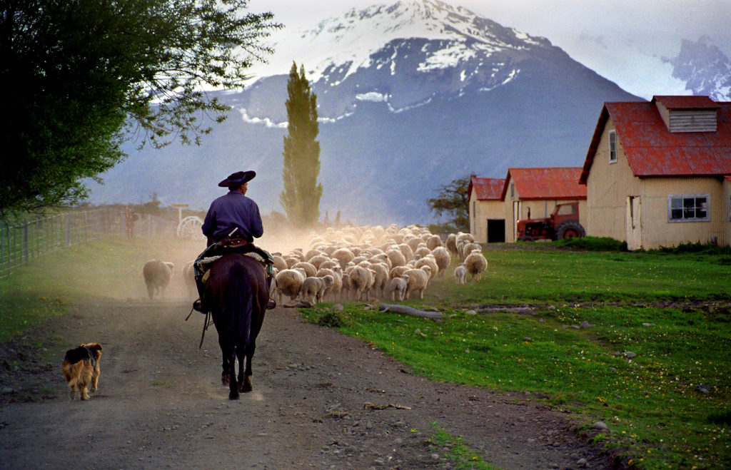 Gaucho herding sheep with his dog at a Patagonian estancia below snow-capped mountains