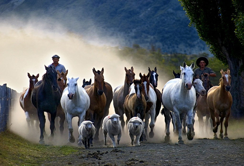 Horses at Estancia Nibepo Aike beside Lago Roca, Los Glaciares National Park