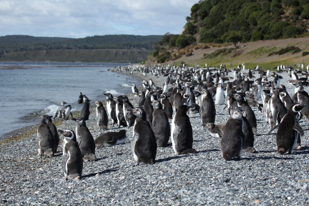 Hundreds of Magellanic penguins along the gravel beach of Martillo Island, with the Fuegian forest behind