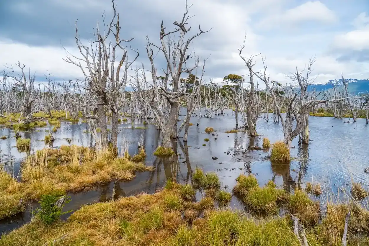 A valley in Tierra del Fuego flooded by beaver dams, with dead trees standing in the water