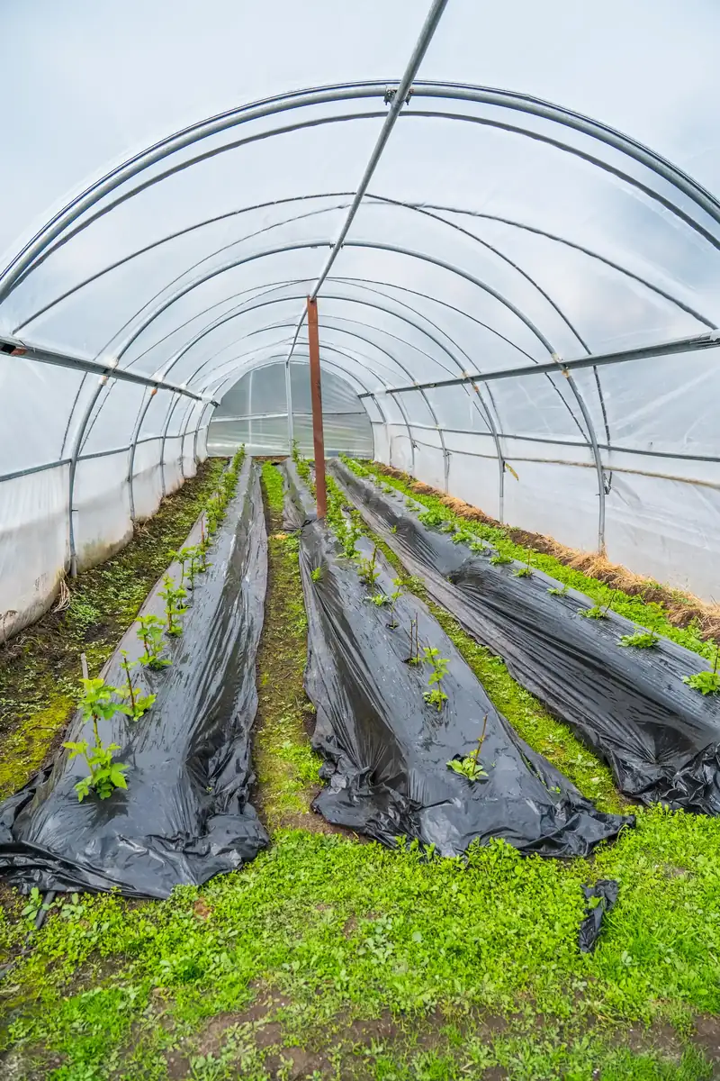 Inside a polytunnel of strawberries at the southernmost farm in the world, Tierra del Fuego