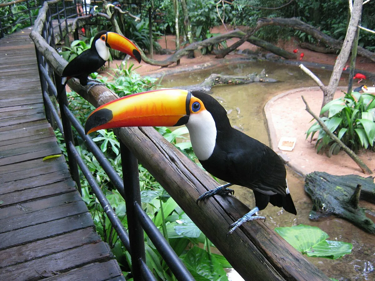 Two toco toucans perched on a wooden railing in the rainforest at Iguazu