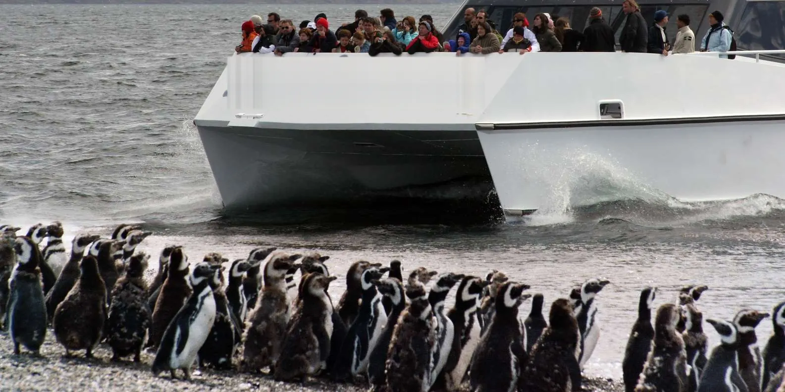 Passengers watching a Magellanic penguin colony from the bow of a catamaran