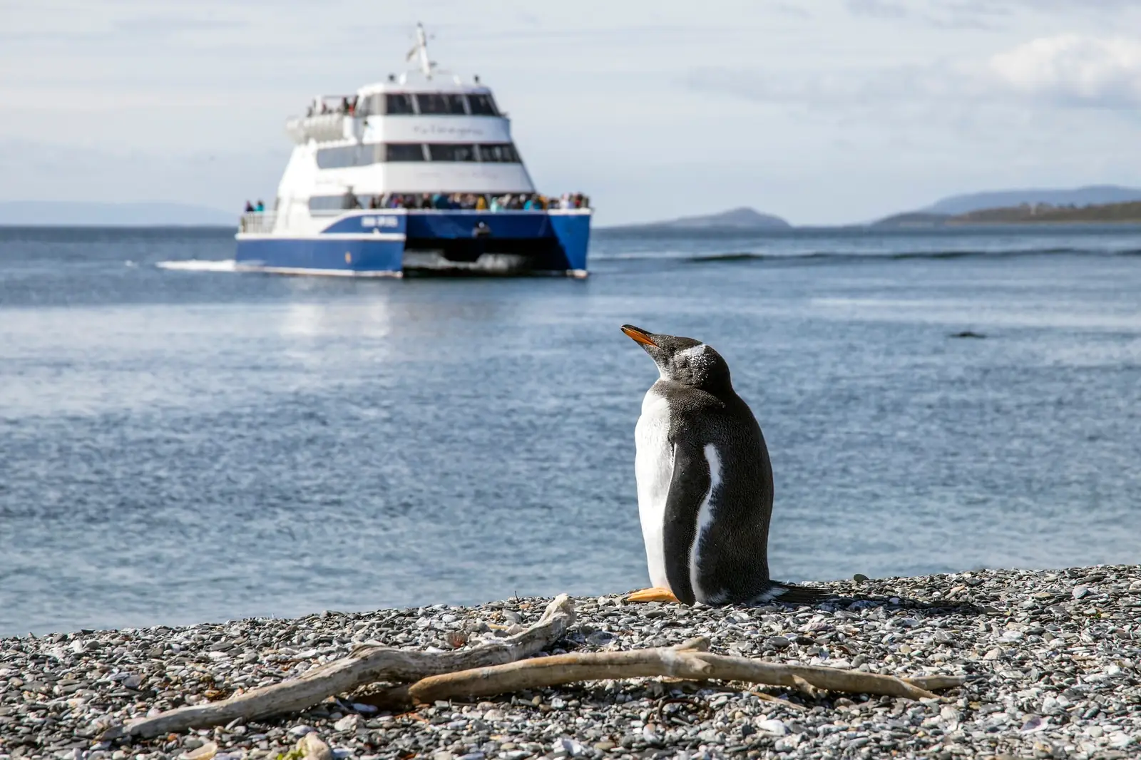 A Gentoo penguin on the shore of Isla Martillo with a catamaran passing behind it, Beagle Channel