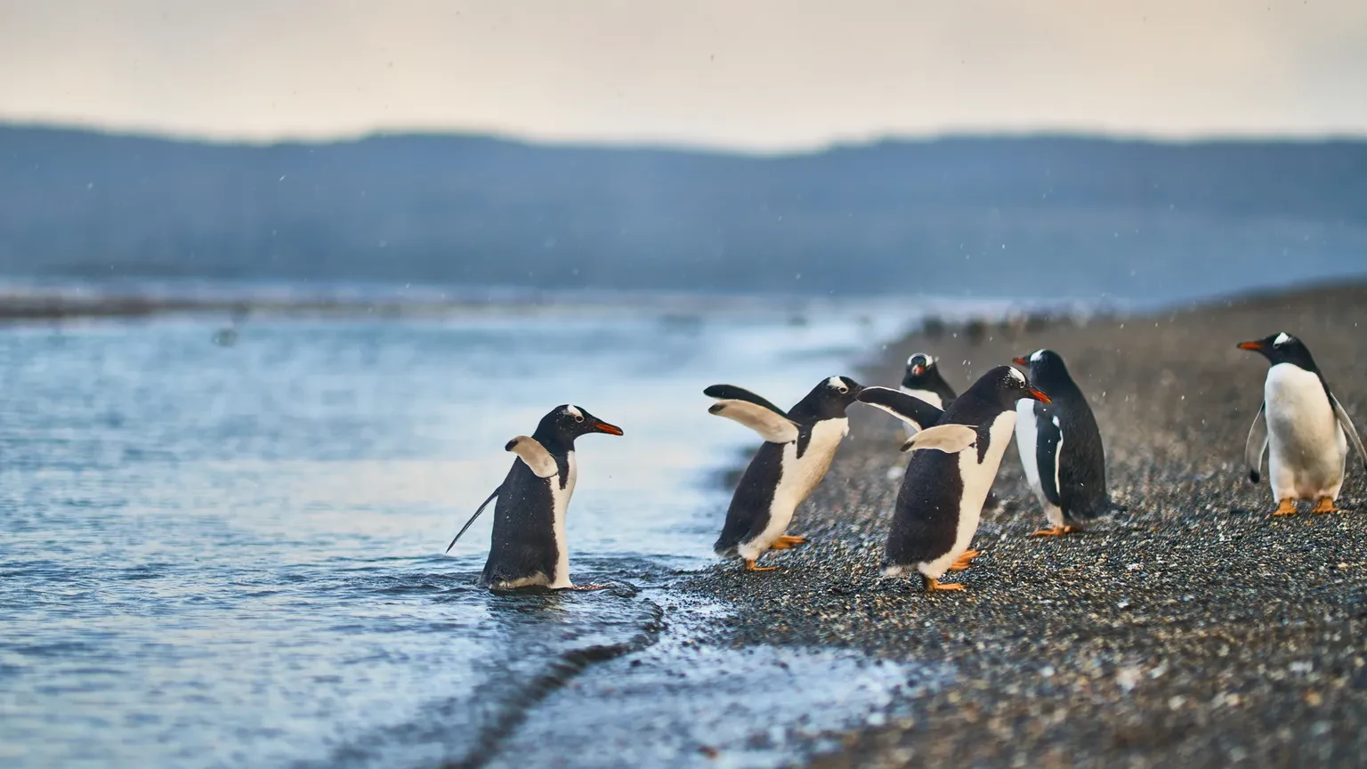 Gentoo penguins walking into the water at the edge of Isla Martillo at dusk