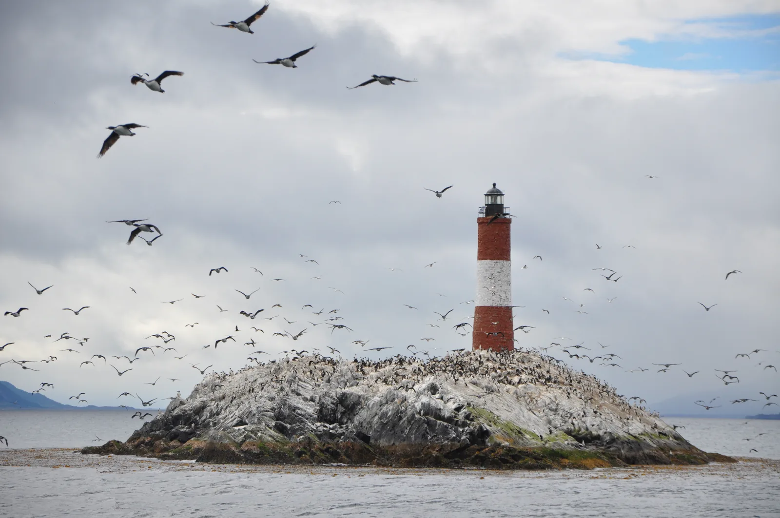 Seabirds circling the Les Eclaireurs lighthouse on its rocky islet in the Beagle Channel