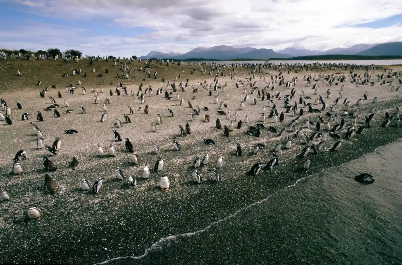 Magellanic penguins along the gravel beach of Martillo Island in the Beagle Channel