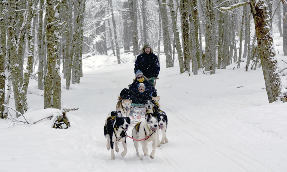 A husky sled running through the snow-covered Fuegian forest near Ushuaia