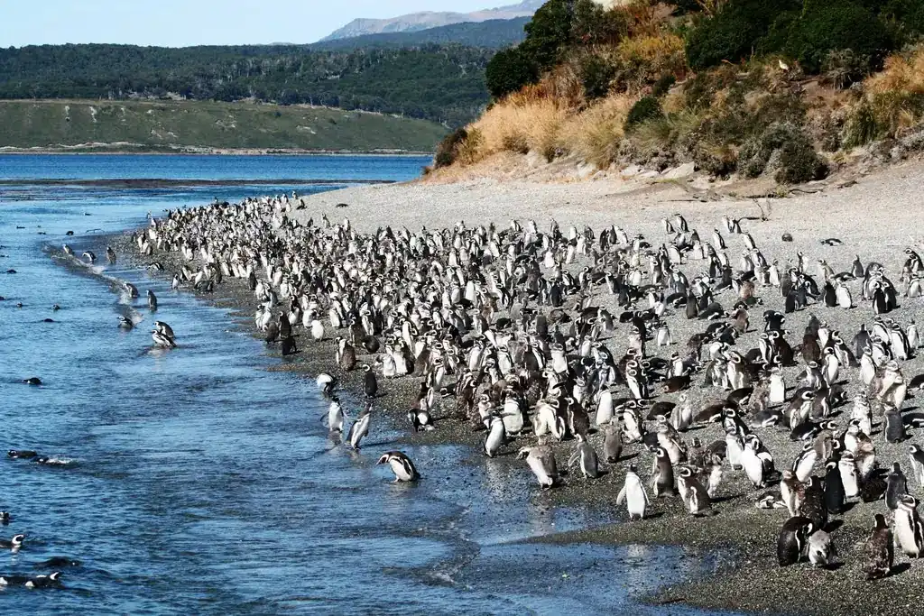 Magellanic penguins massed along the gravel shoreline of Isla Martillo with the Fuegian forest behind