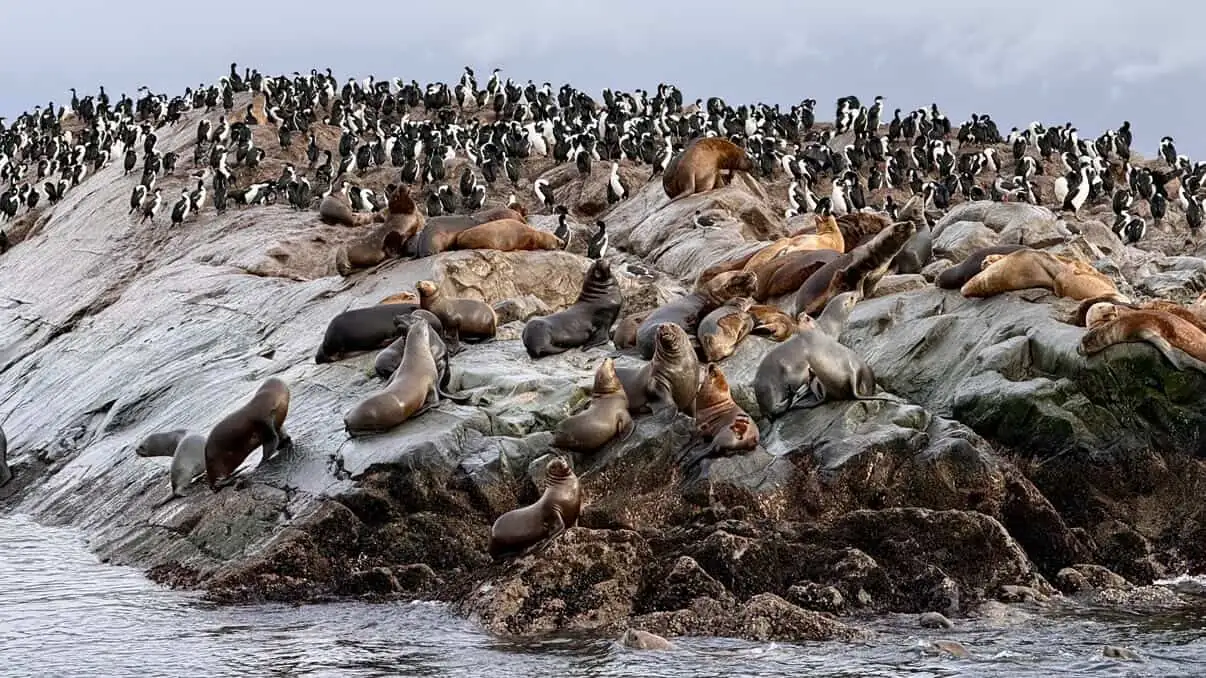 A colony of South American sea lions and imperial cormorants on a rocky island in the Beagle Channel