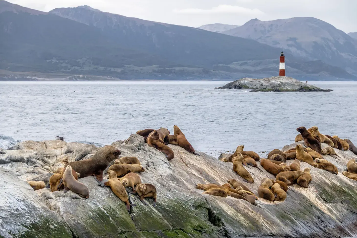 A sea lion colony in the Beagle Channel with the Les Eclaireurs lighthouse behind