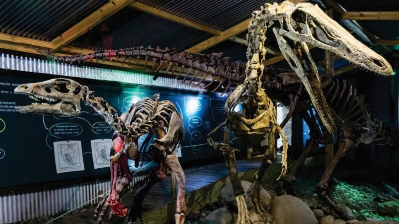Mounted Patagonian dinosaur skeletons at the Historical Interpretation Centre in El Calafate