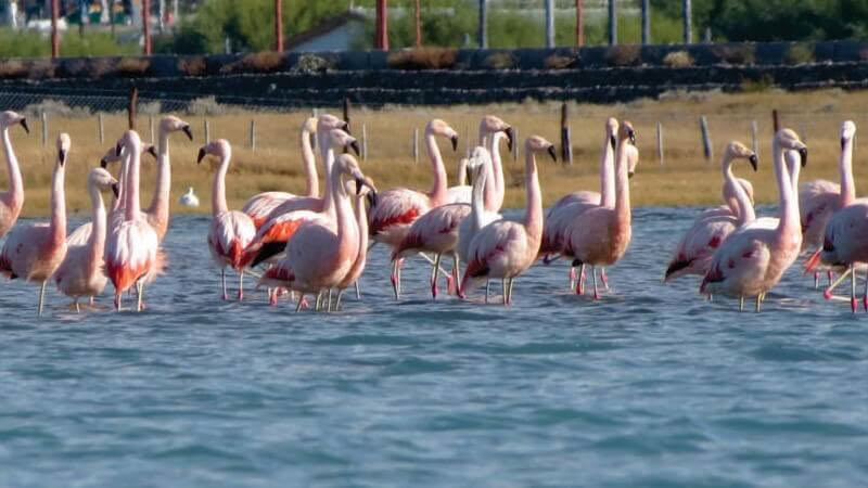Chilean flamingos feeding on the shallow lake shore at El Calafate